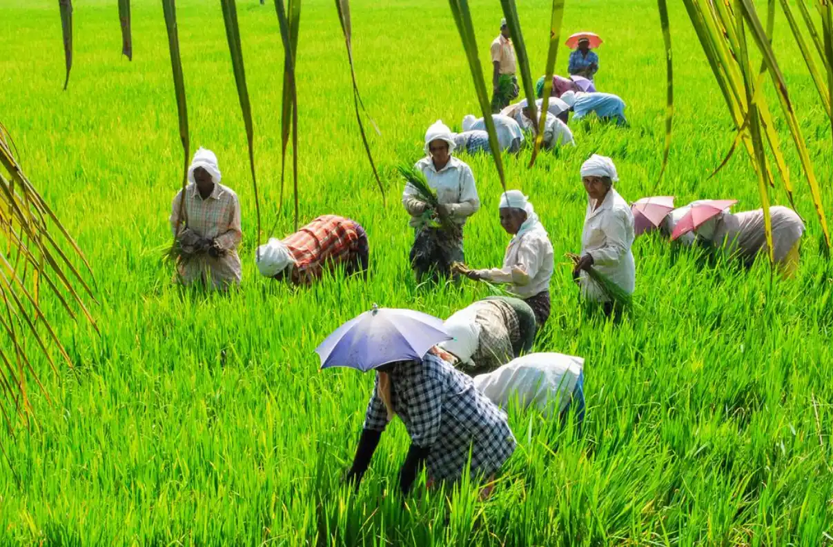 Govt. nod for ₹3-crore special package for paddy procurement in Kuttanad